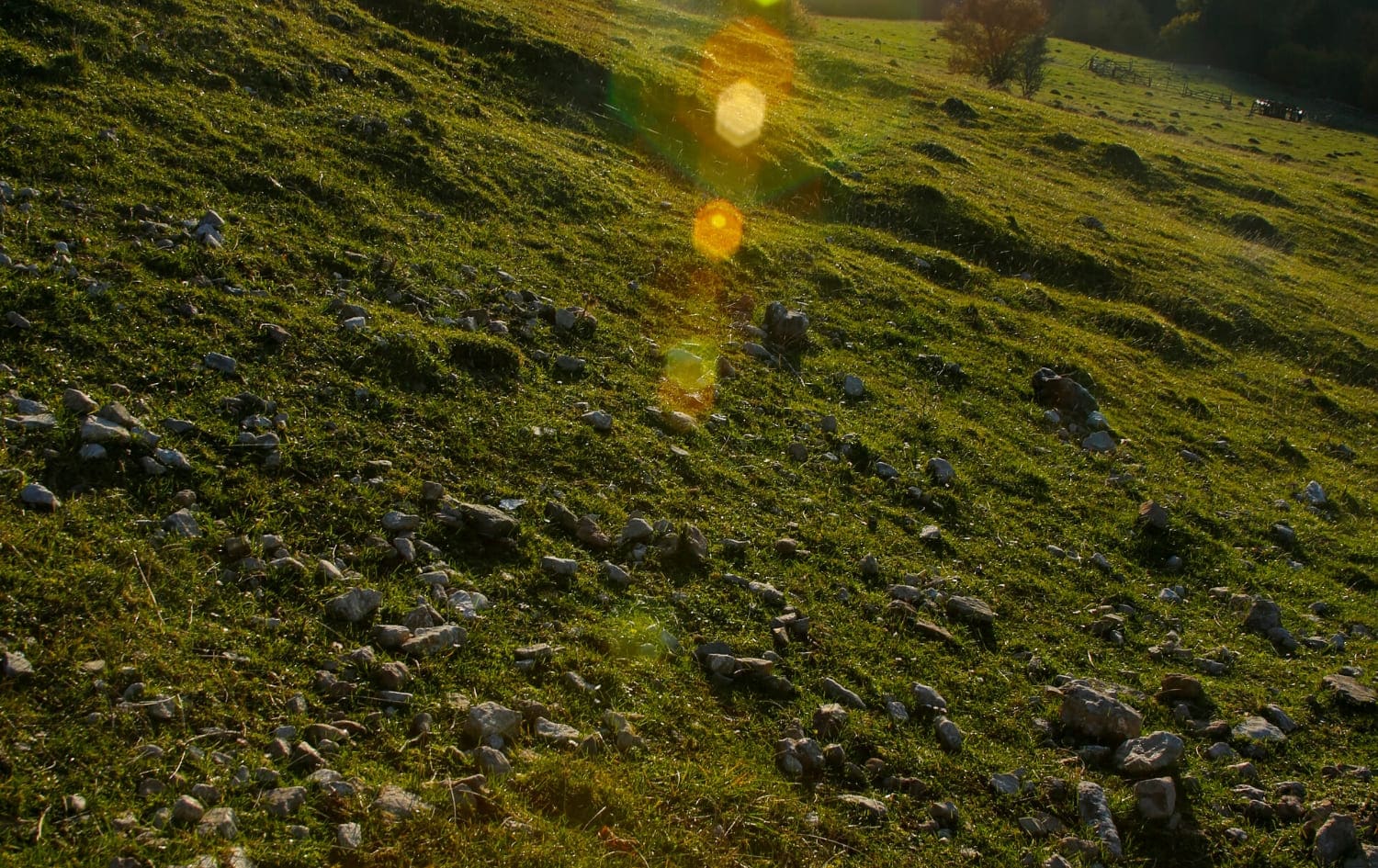 Danielou élagage - copeaux de bois