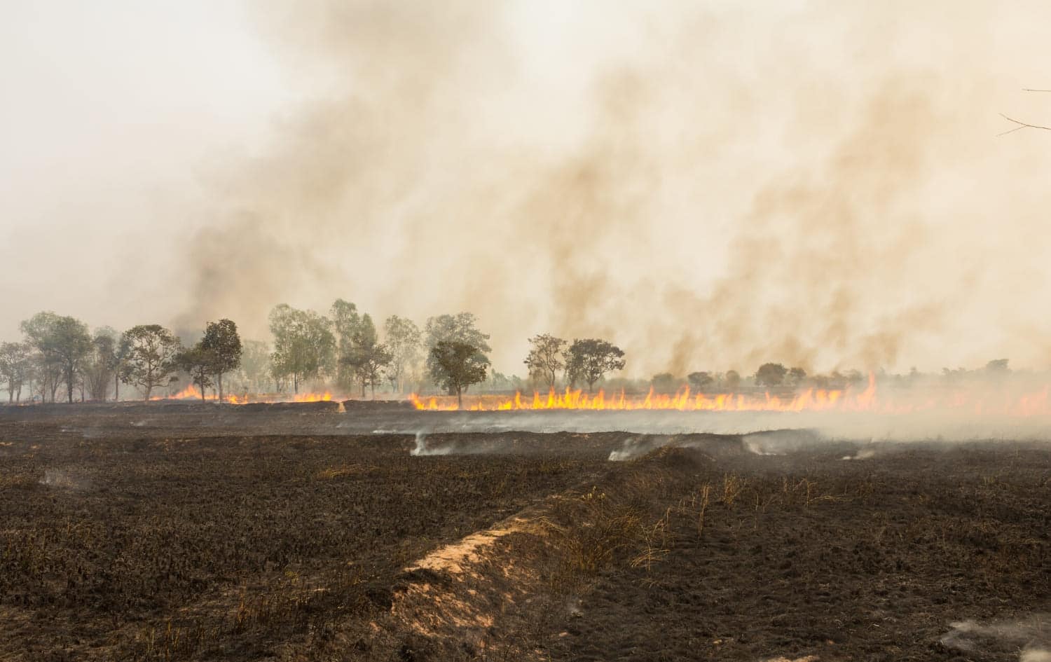 Danielou élagage - débrousaillage risque d'incendie